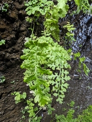 Bracken (Pteridium aquilinum)