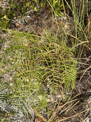 Southern brackenfern (Pteridium caudatum)