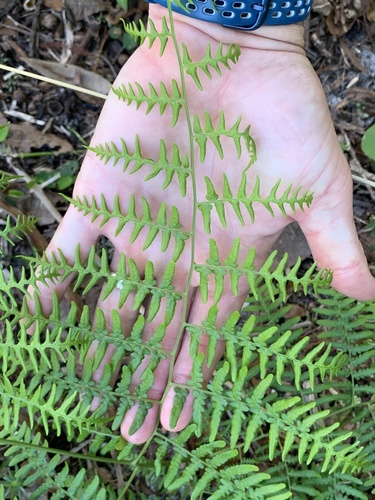 Southern brackenfern (Pteridium caudatum)