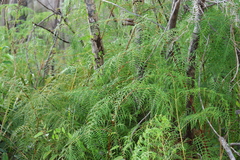 Southern brackenfern (Pteridium caudatum)