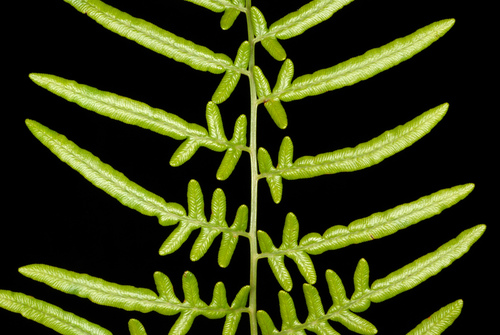Southern brackenfern (Pteridium caudatum)