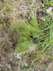 Southern brackenfern (Pteridium caudatum)
