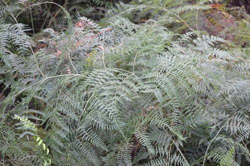 Southern brackenfern (Pteridium caudatum)