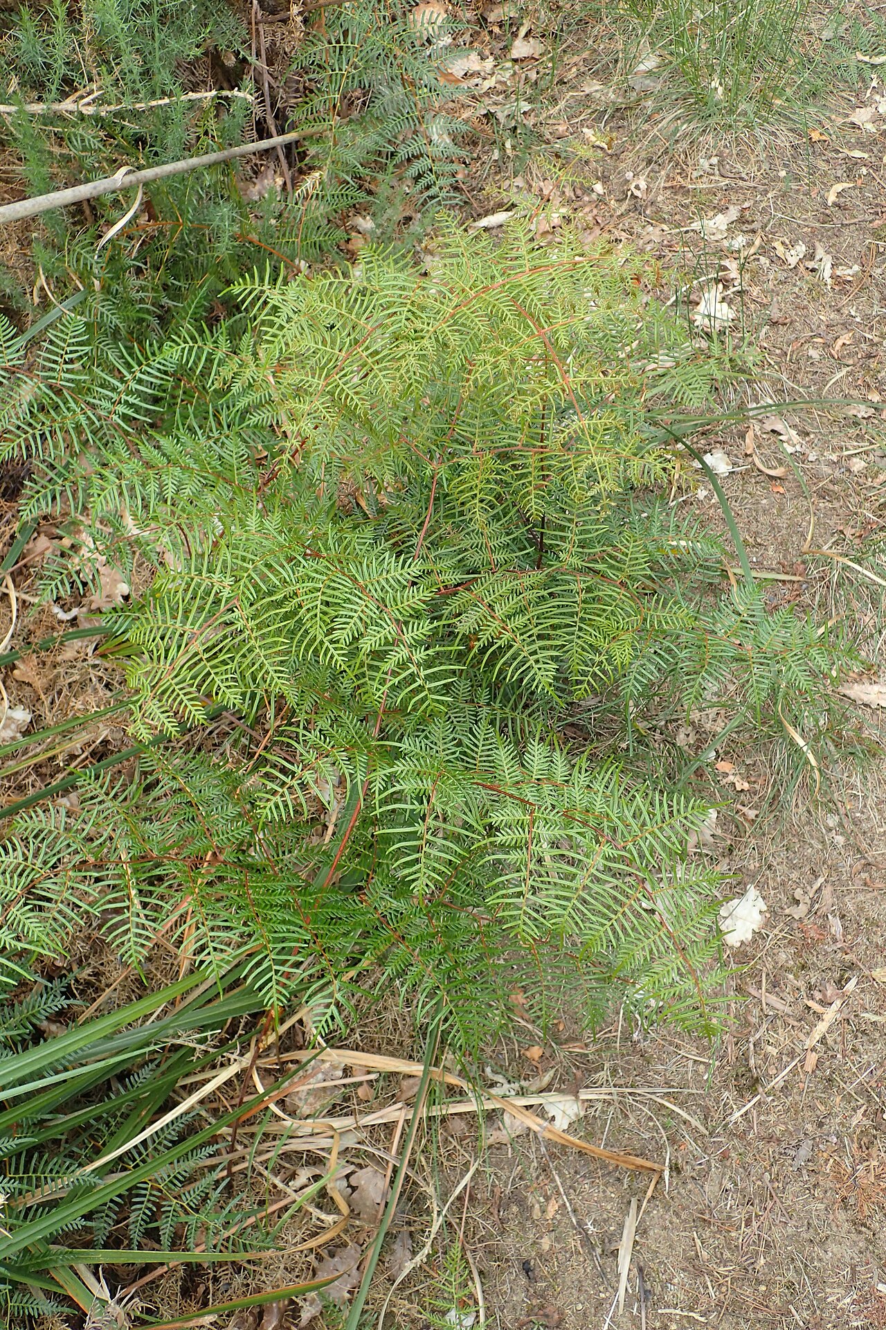 Pteris esculentum: Pteridium esculentum in Thames, Waikato