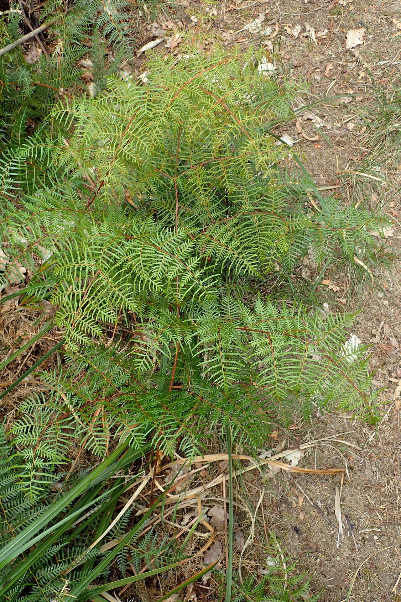 Pteris esculentum: Pteridium esculentum in Thames, Waikato