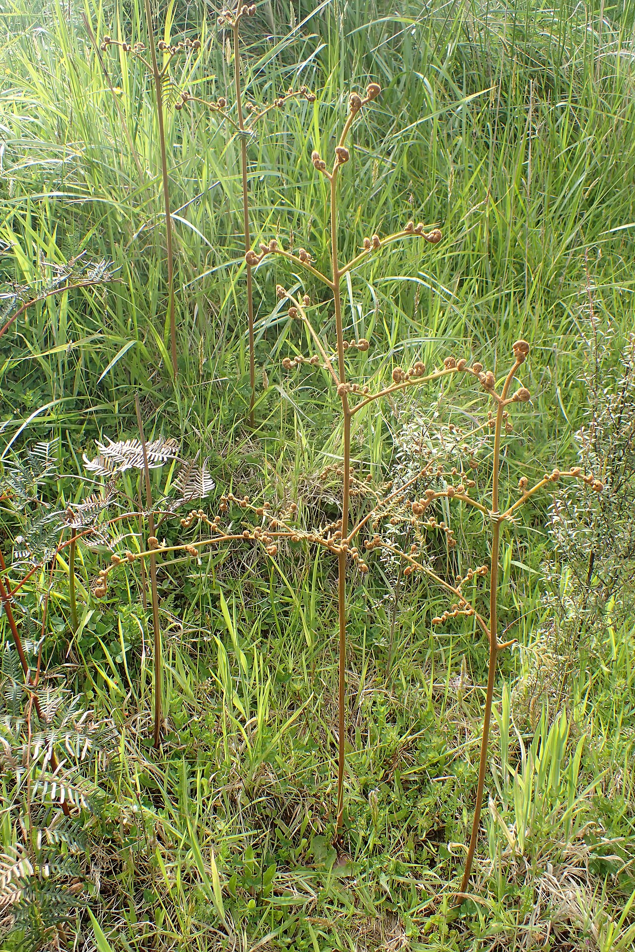 Pteris esculentum: Pteridium esculentum in Paemako near Piopio, Waikato