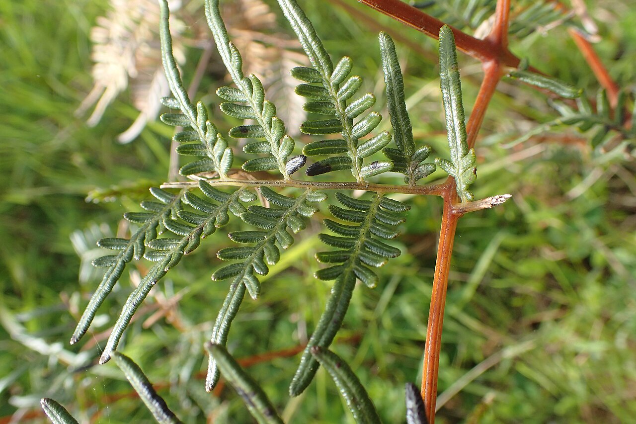 Pteris esculentum: Pteridium esculentum in Paemako near Piopio, Waikato