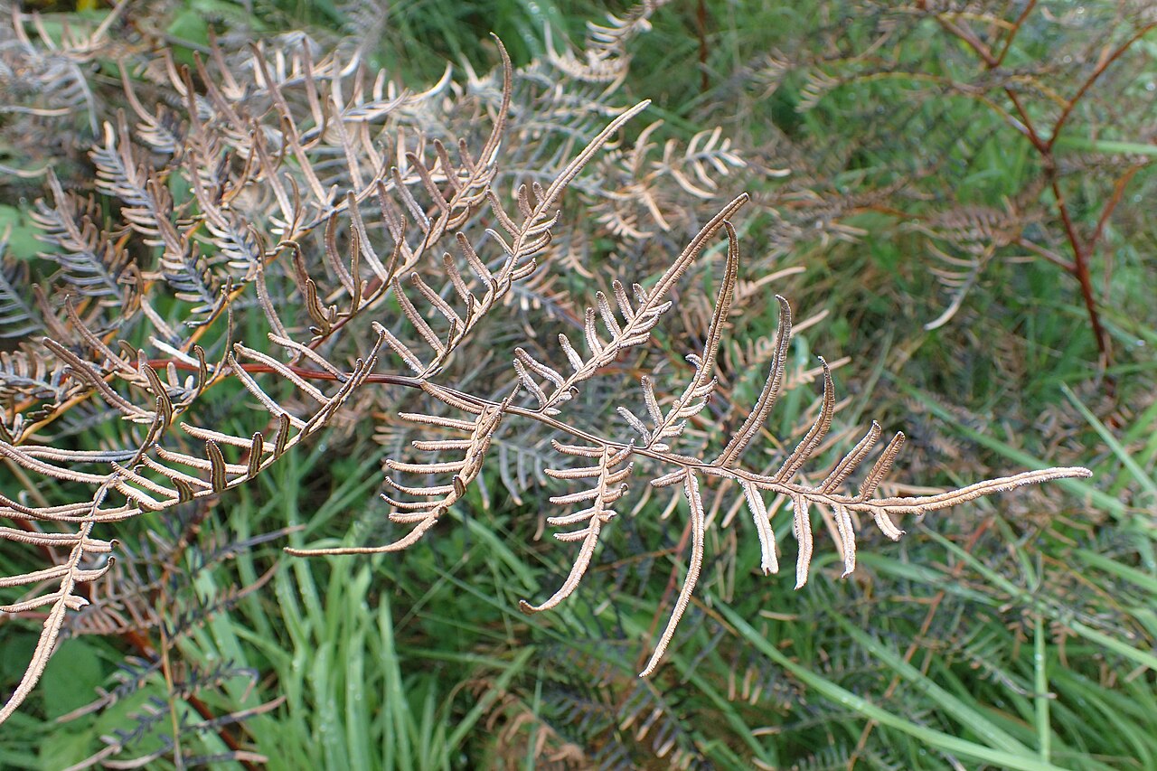 Pteris esculentum: Pteridium esculentum S from Glenhope, Tasman