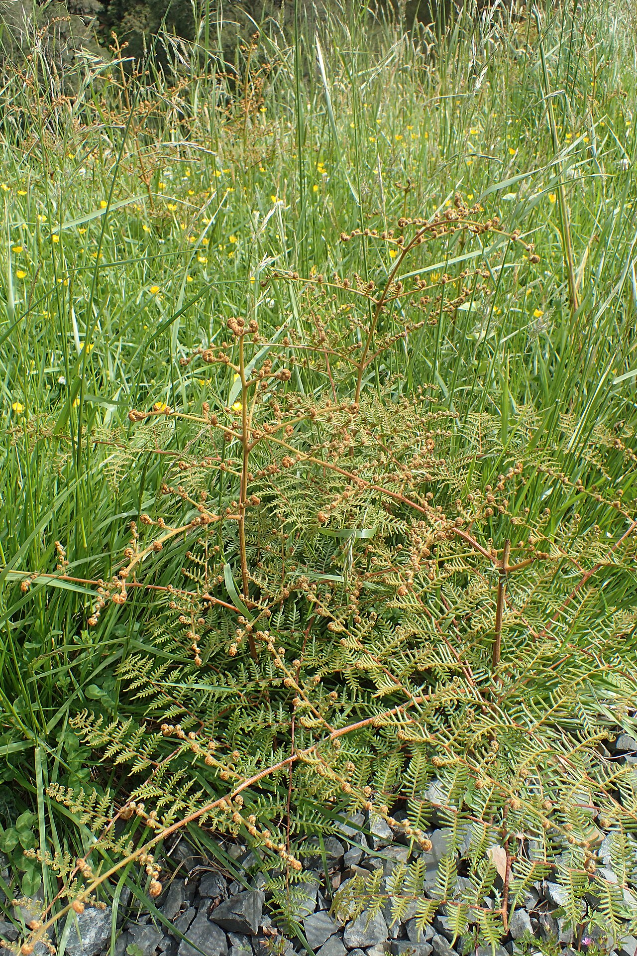 Pteris esculentum: Pteridium esculentum in Paemako near Piopio, Waikato