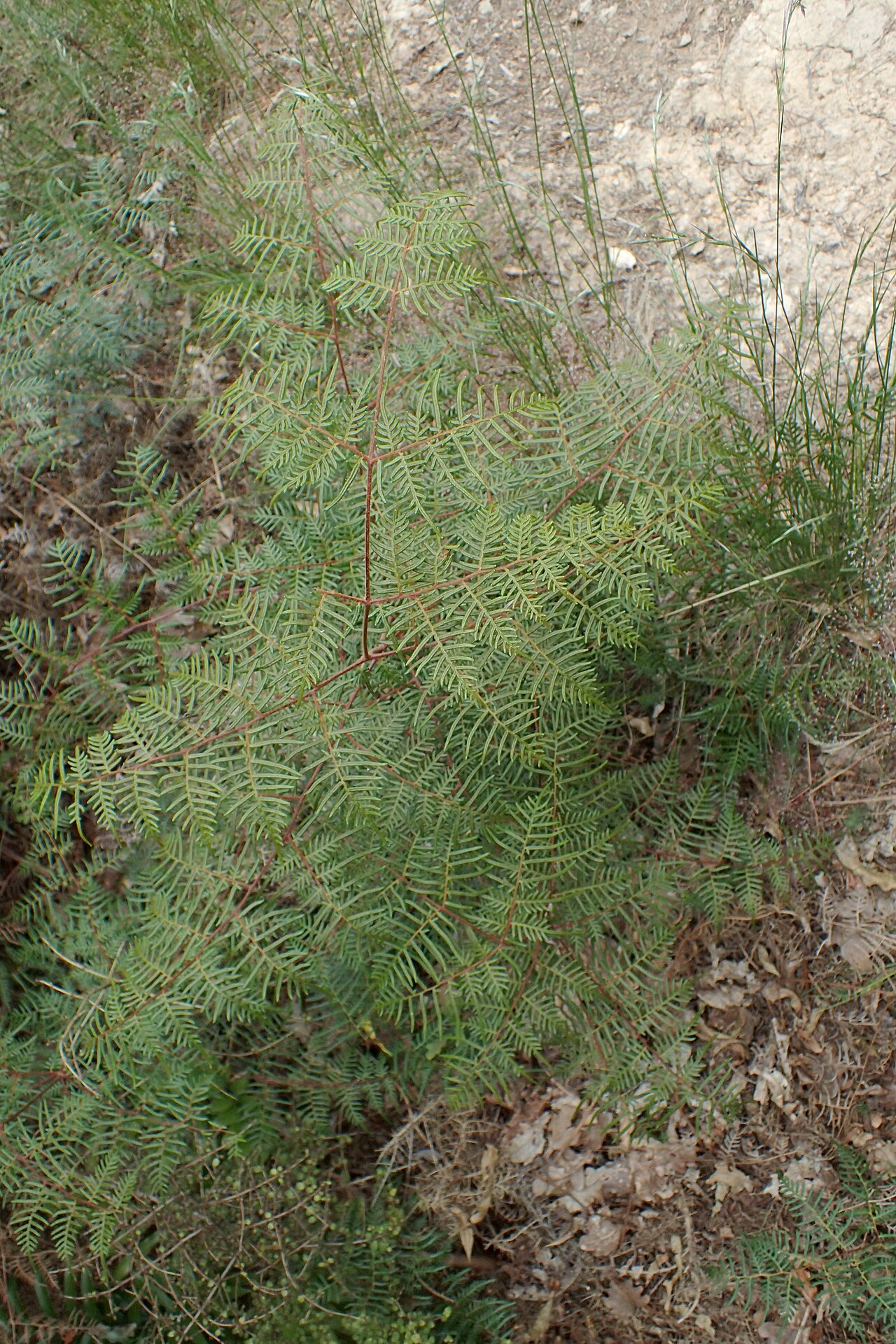 Pteris esculentum: Pteridium esculentum in Thames, Waikato