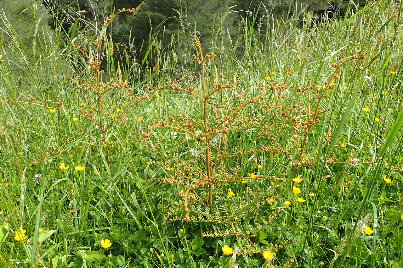 Pteris esculentum: Pteridium esculentum in Paemako near Piopio, Waikato