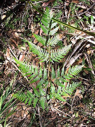 Pteris esculentum: Common Bracken, Pteridium esculentum. Chatswood West, Australia