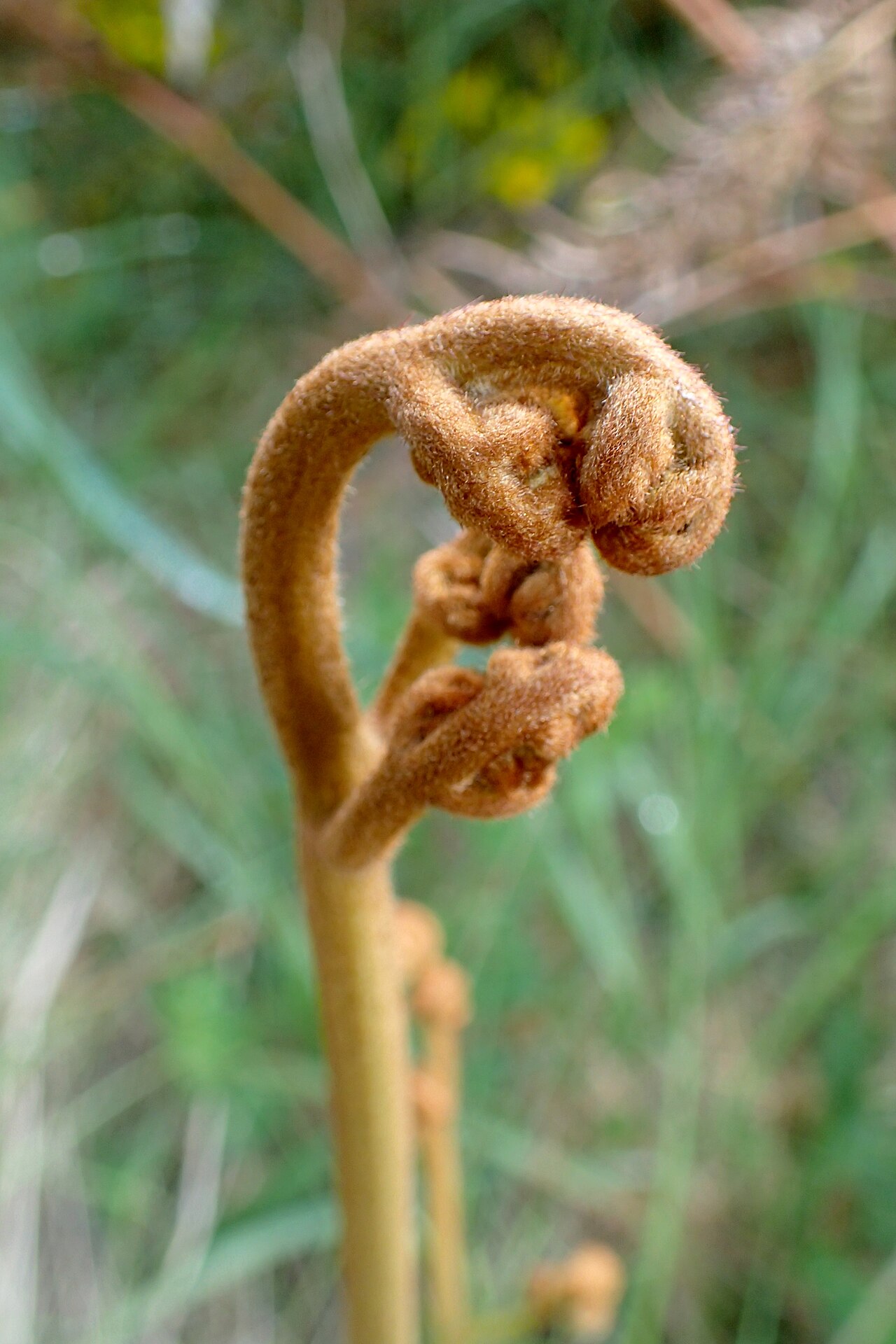 Pteris esculentum: Pteridium esculentum S from Glenhope, Tasman