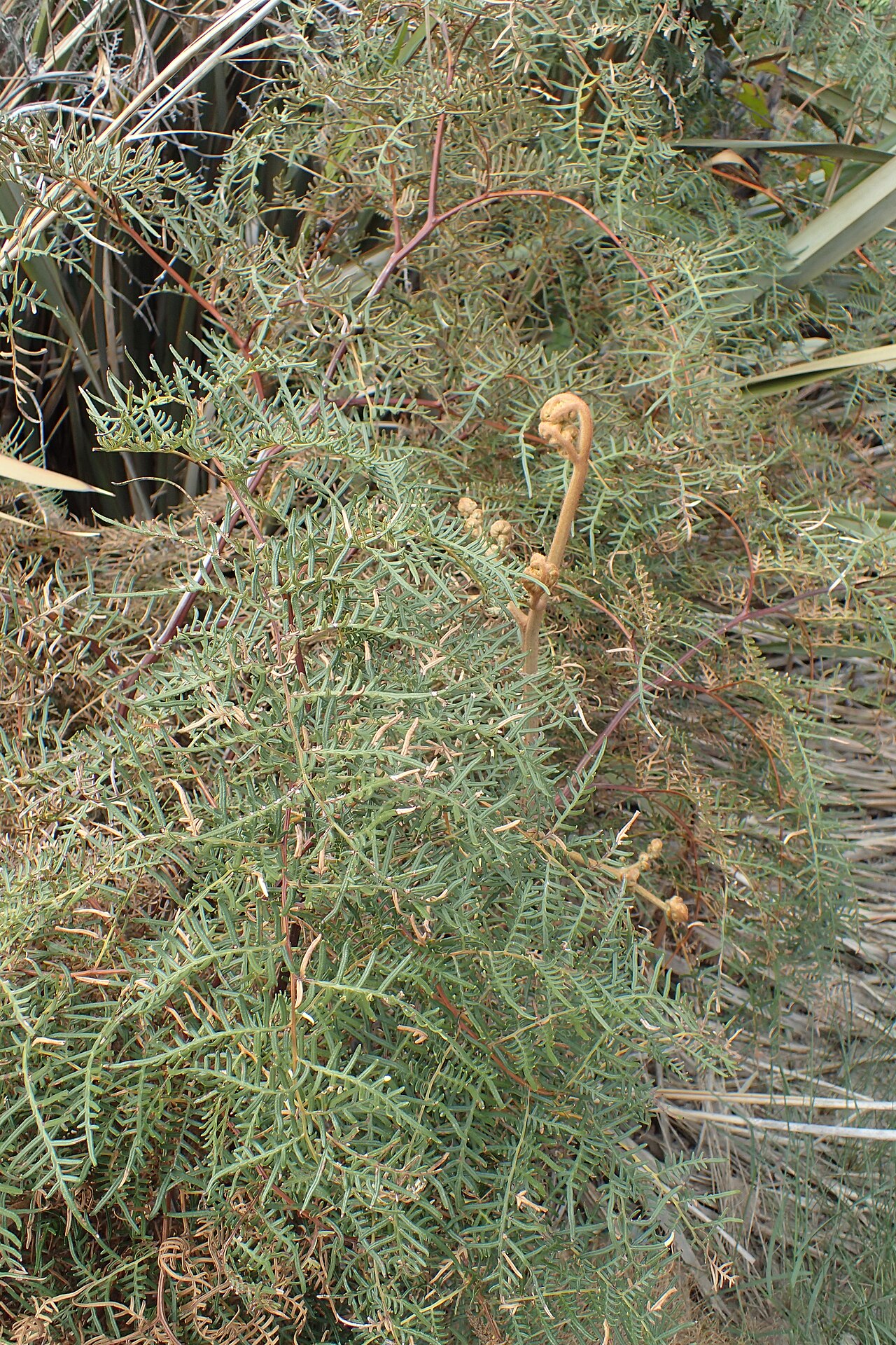 Pteris esculentum: Pteridium esculentum on Lake Hawea, Otago