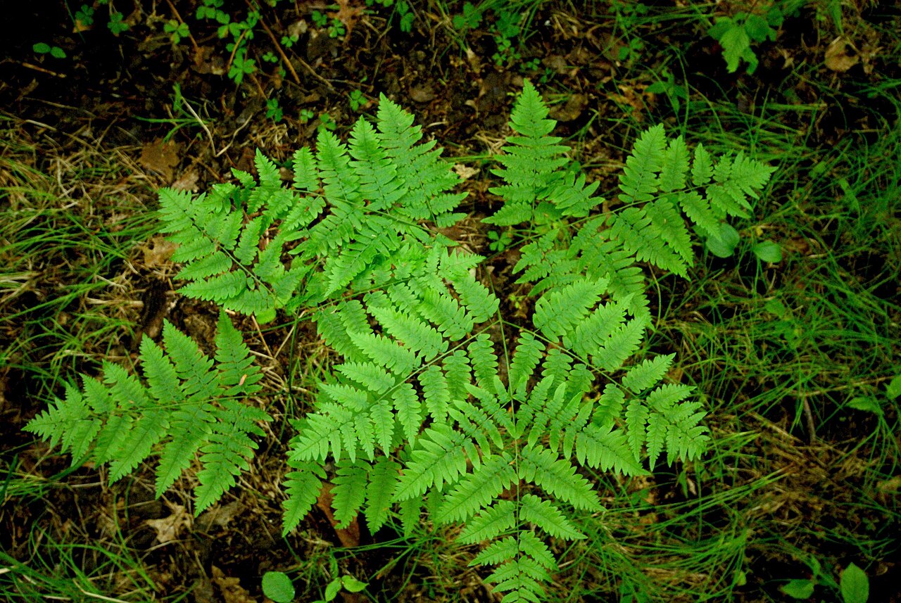 Pteridium latiusculum: Bracken Pteridium aquilinum subsp. latiusculum , Arbutus Oaks, Wisconsin State Natural Area #612, Clark/Jackson Counties, Wisconsin, USA.