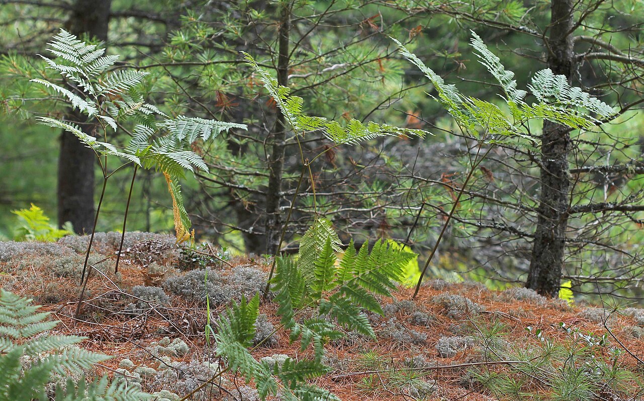 Pteridium latiusculum: Bracken Pteridium aquilinum subsp. latiusculum , Mackinac County, Michigan, United States