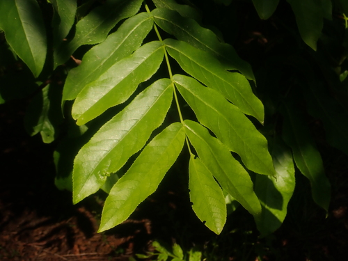 Caucasian wingnut (Pterocarya fraxinifolia)