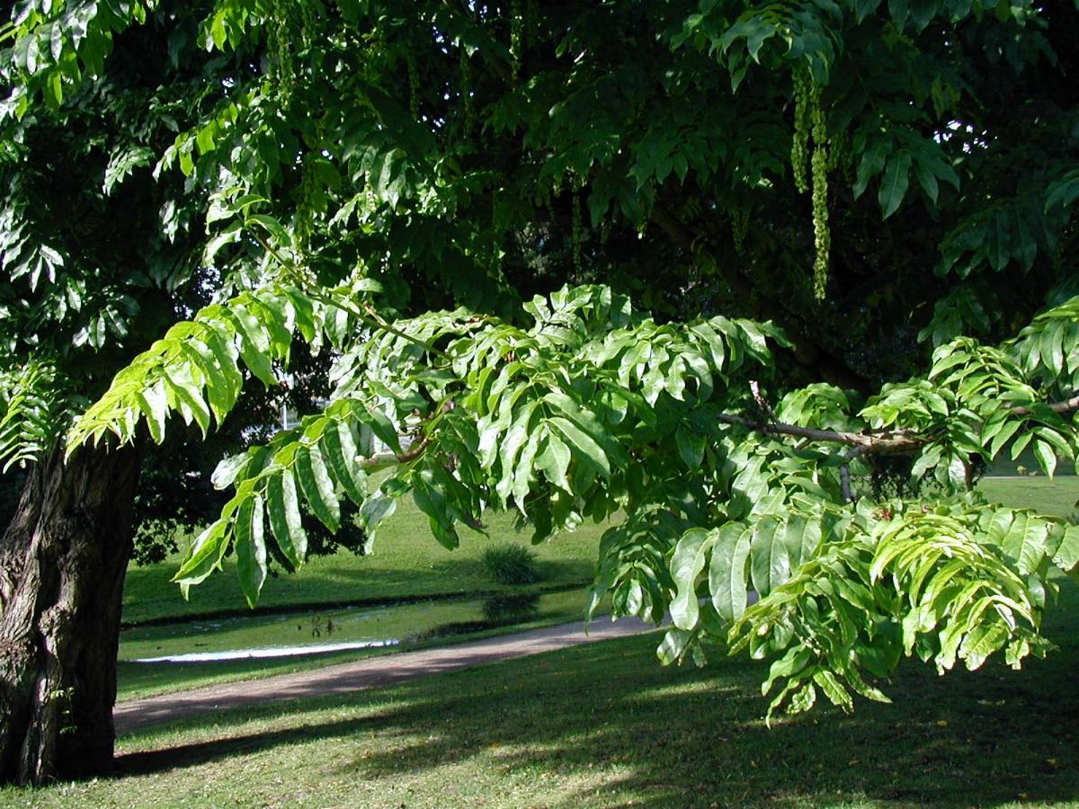 Caucasian wingnut (Pterocarya fraxinifolia)