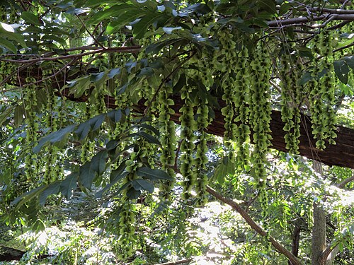 Caucasian wingnut: Pterocarya fraxinifolia in Fomin botanical garden, Kiev, Ukraine