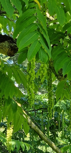 Caucasian wingnut (Pterocarya fraxinifolia)