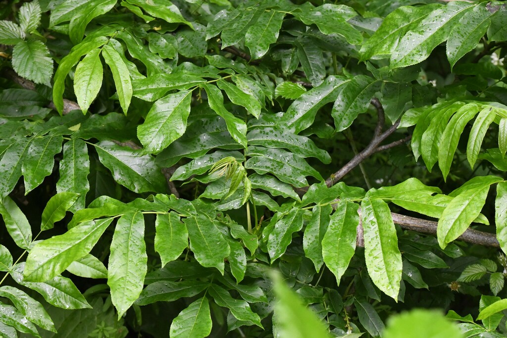 Caucasian wingnut (Pterocarya fraxinifolia)