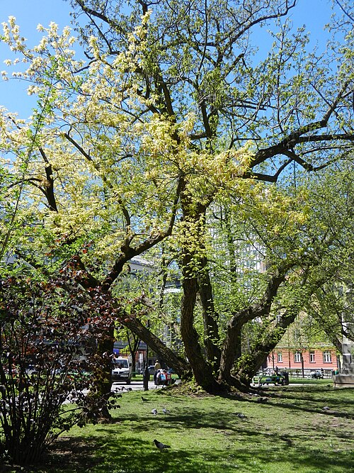 Caucasian wingnut: Old treee in the Park Miklošič in Ljubljana