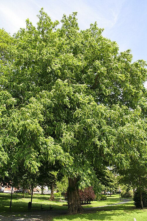 Caucasian wingnut: Caucasian Wing-Nut seeds