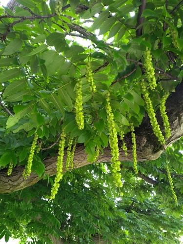 Caucasian wingnut (Pterocarya fraxinifolia)