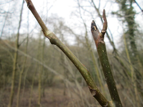 Caucasian wingnut (Pterocarya fraxinifolia)