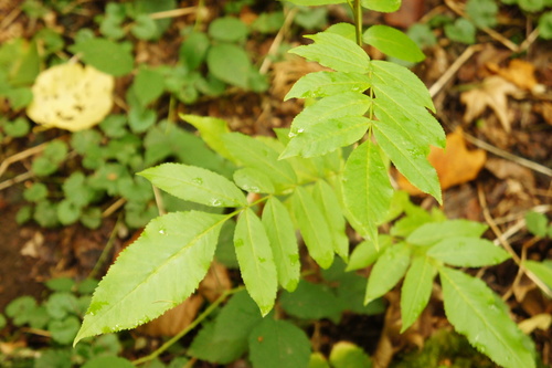 Caucasian wingnut (Pterocarya fraxinifolia)
