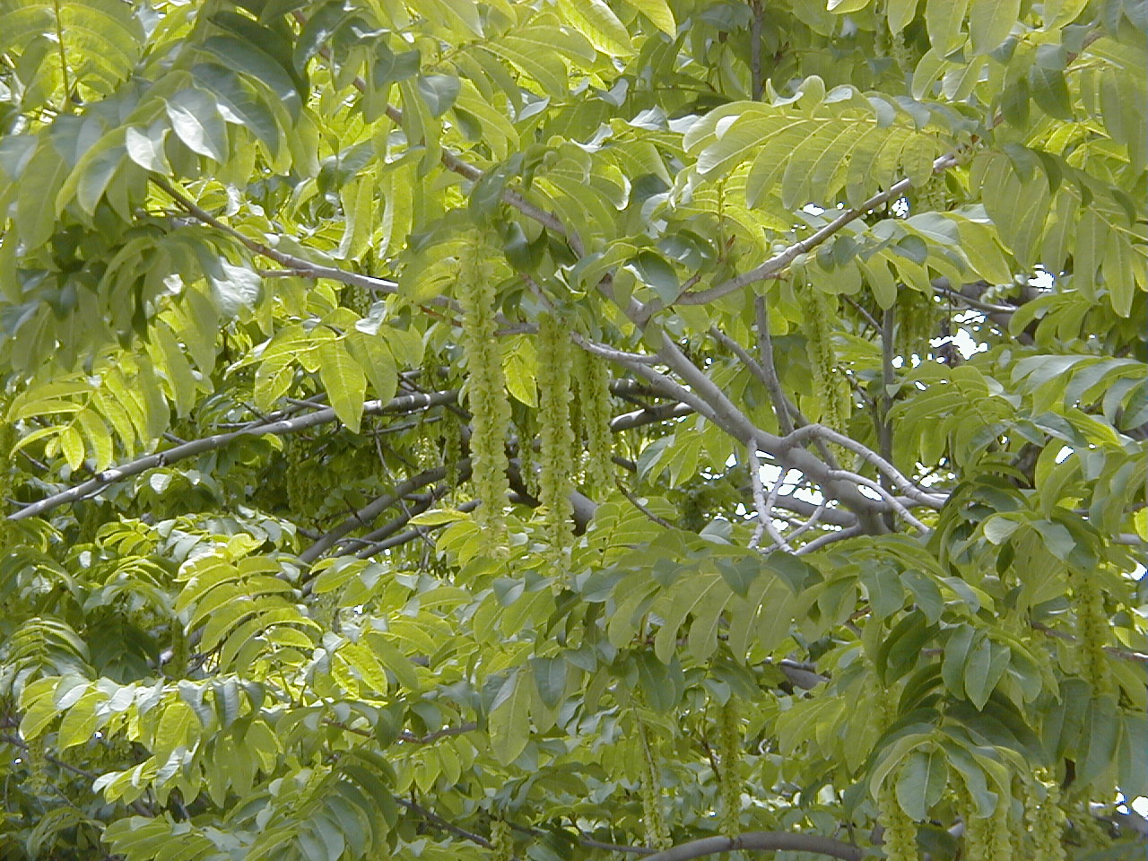 Caucasian wingnut: Pterocarya fraxinifolia. Real Jardín Botánico, Madrid.
