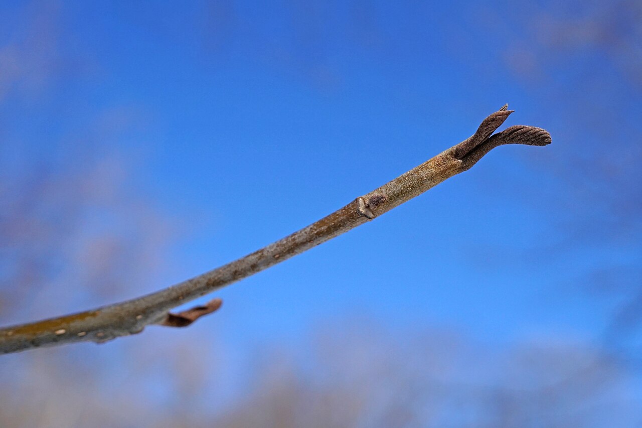 Pterocarya hupehensis: Pterocarya hupehensis (Hubei Wingnut) Bud 1