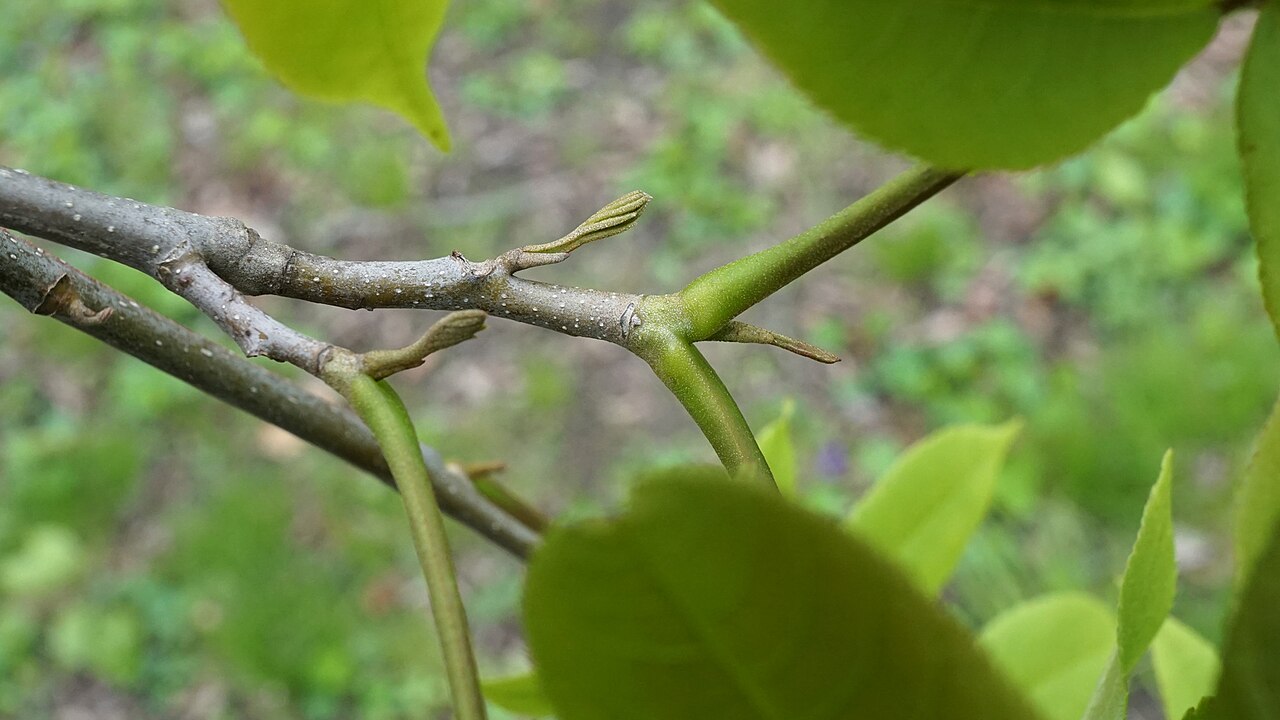 Pterocarya hupehensis: Pterocarya hupehensis
