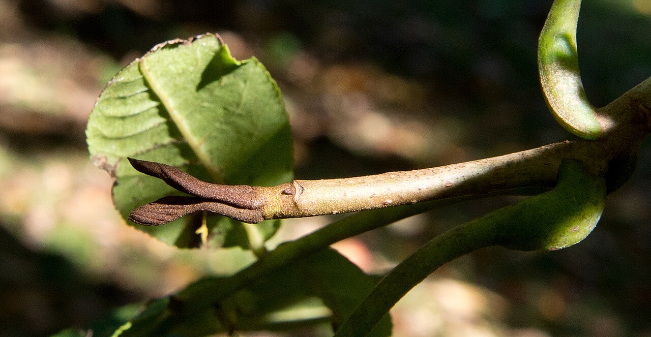 Pterocarya hupehensis: Pterocarya hupehensis