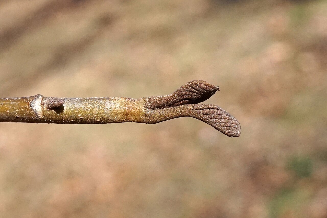 Pterocarya hupehensis: Pterocarya hupehensis