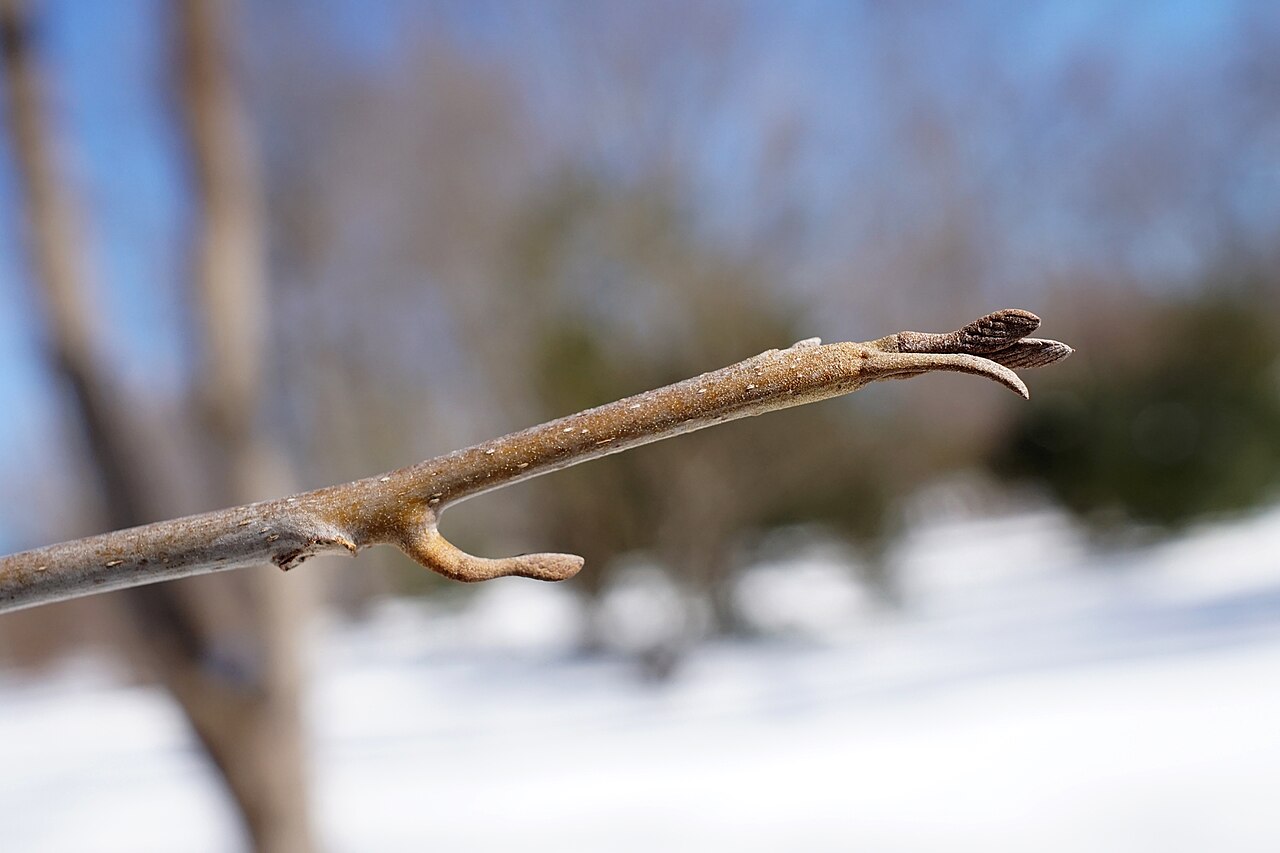 Pterocarya hupehensis: Pterocarya hupehensis (Hubei Wingnut) Bud 2