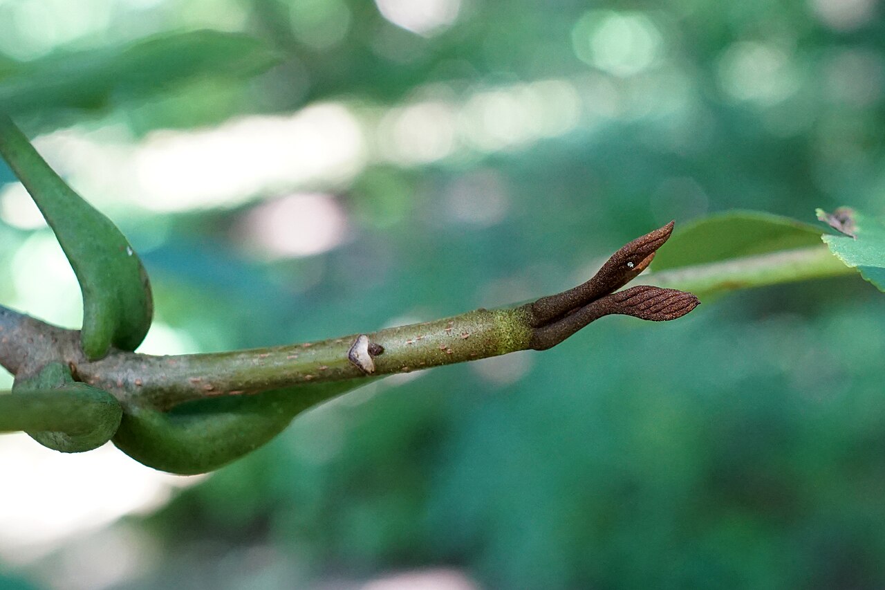 Pterocarya hupehensis: Pterocarya hupehensis