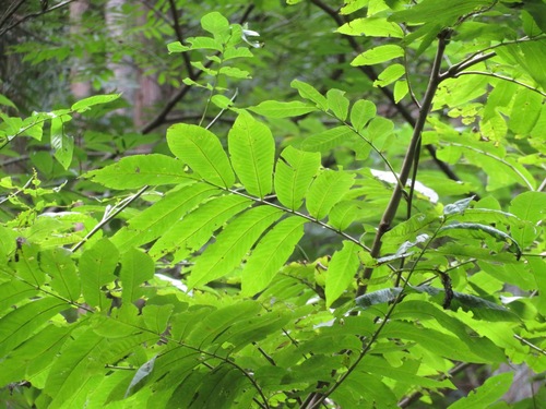 Pterocarya rhoifolia (Pterocarya rhoifolia)