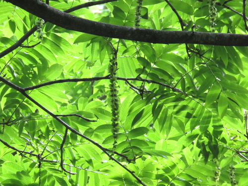 Pterocarya rhoifolia (Pterocarya rhoifolia)