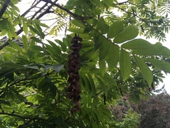 Pterocarya rhoifolia (Pterocarya rhoifolia)