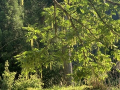 Pterocarya rhoifolia (Pterocarya rhoifolia)