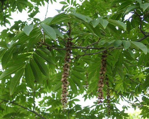 Pterocarya rhoifolia (Pterocarya rhoifolia)