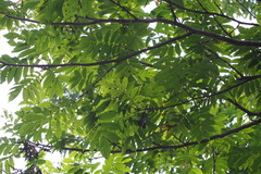 Pterocarya rhoifolia (Pterocarya rhoifolia)