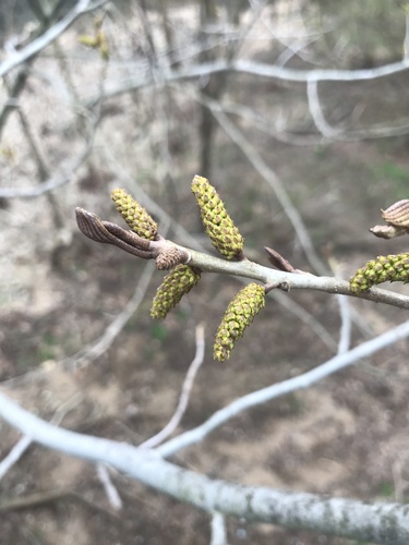 Chinese wingnut (Pterocarya stenoptera)