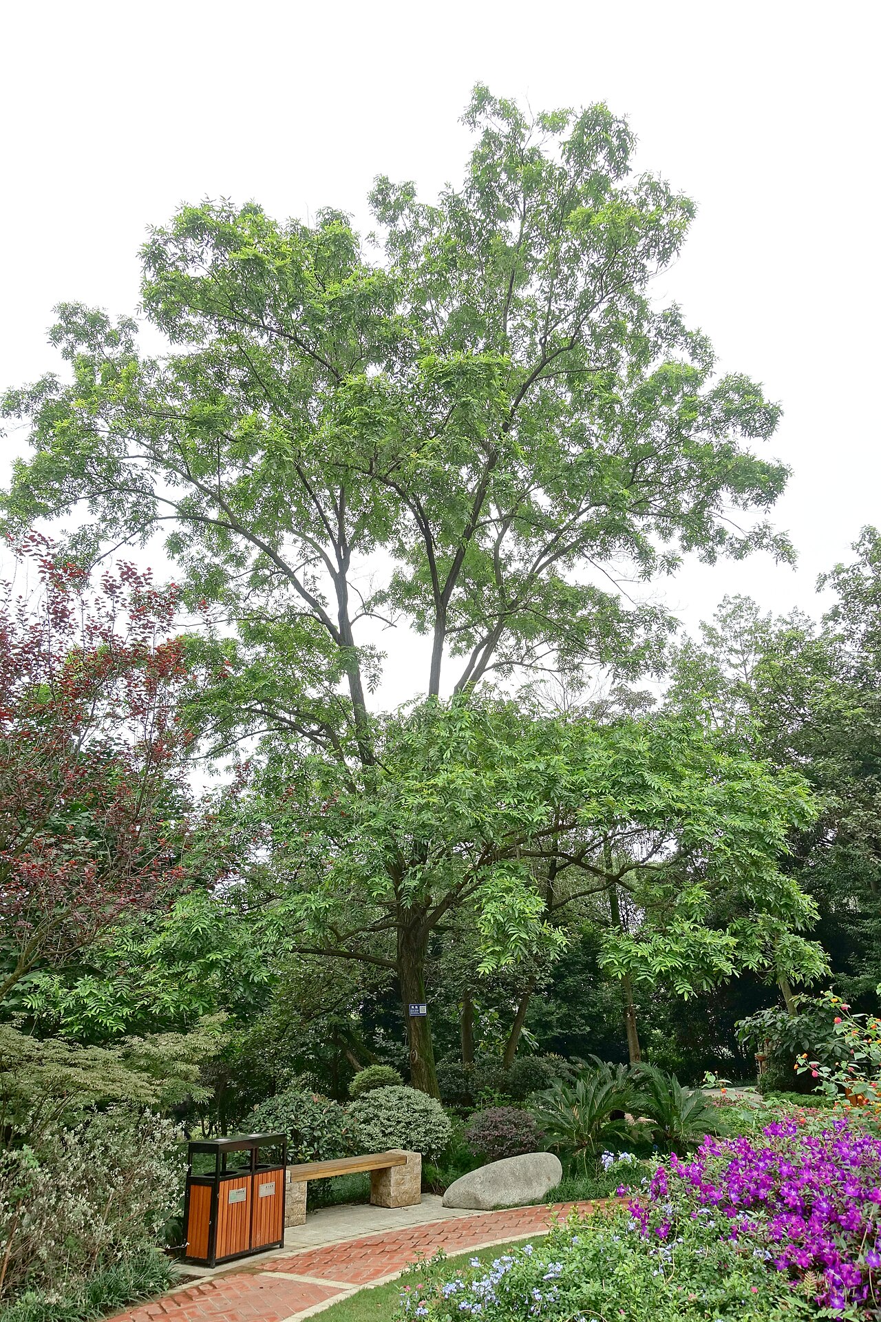 Chinese wingnut: Botanical specimen in the Chengdu Botanical Garden - Chengdu, China.