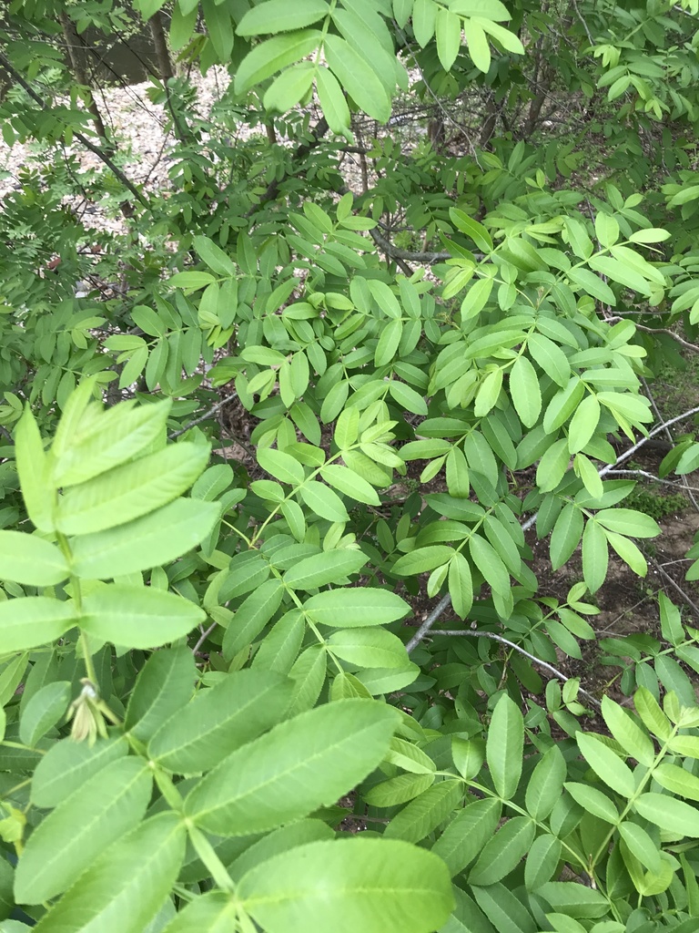 Chinese wingnut (Pterocarya stenoptera)