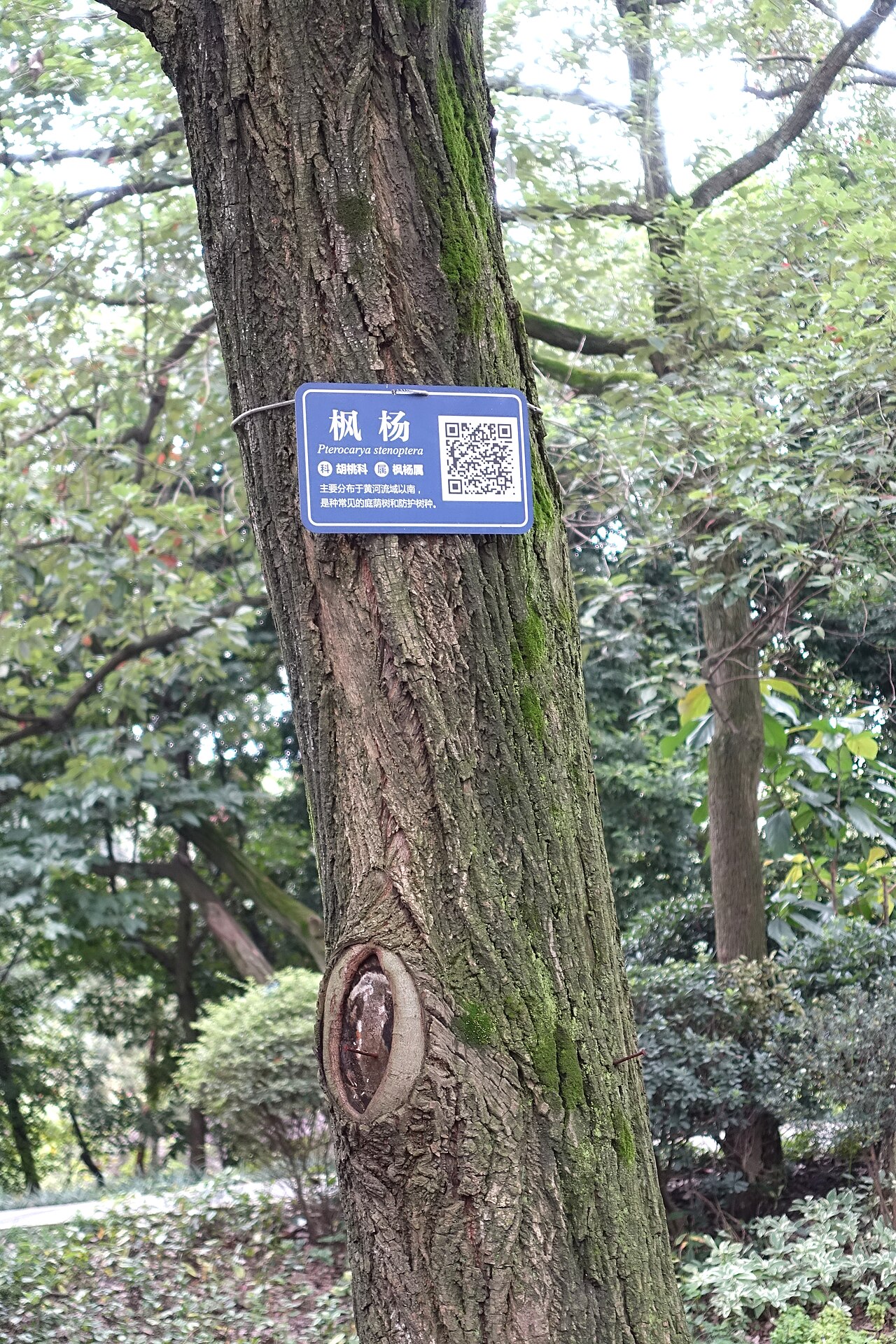 Chinese wingnut: Botanical specimen in the Chengdu Botanical Garden - Chengdu, China.