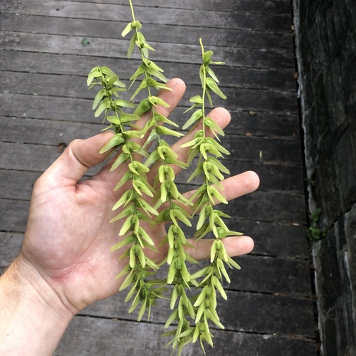 Chinese wingnut (Pterocarya stenoptera)