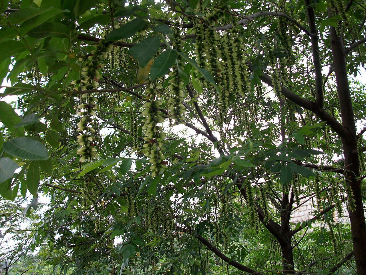 Chinese wingnut: Pterocarya stenoptera