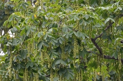 Chinese wingnut (Pterocarya stenoptera)
